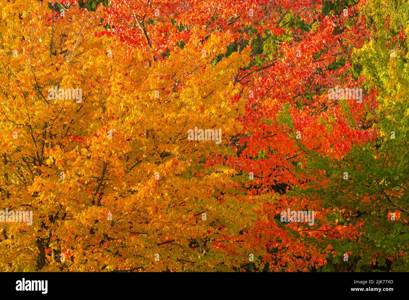 WA21802-00...WASHINGTON - Fall color at Gene Coulon Memorial Beach Park located on the shores of Lake Washington. Stock Photo