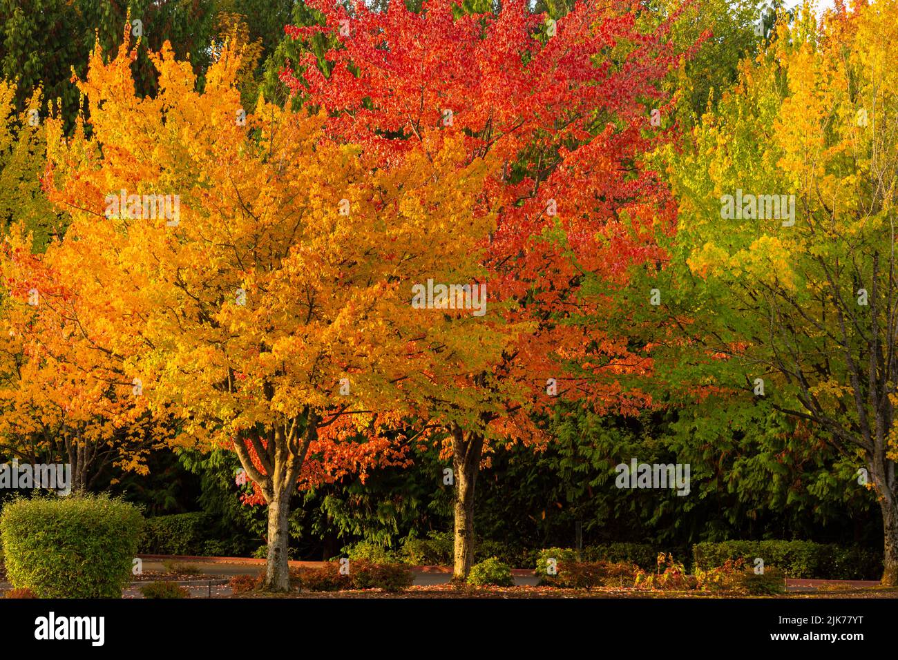 WA21804-00...WASHINGTON - Fall color at Gene Coulon Memorial Beach Park located on the shores of Lake Washington. Stock Photo