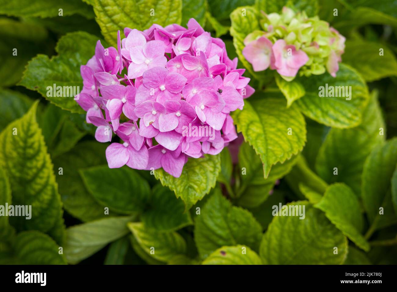 Bush with flowers Hydrangea large-leaved on the estate after the rain ...