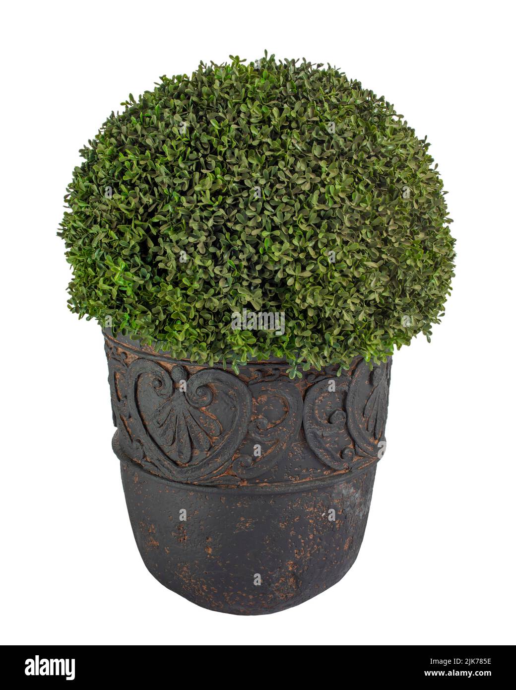 modern boxwood bush in a vase, an evergreen plant in a tub, object