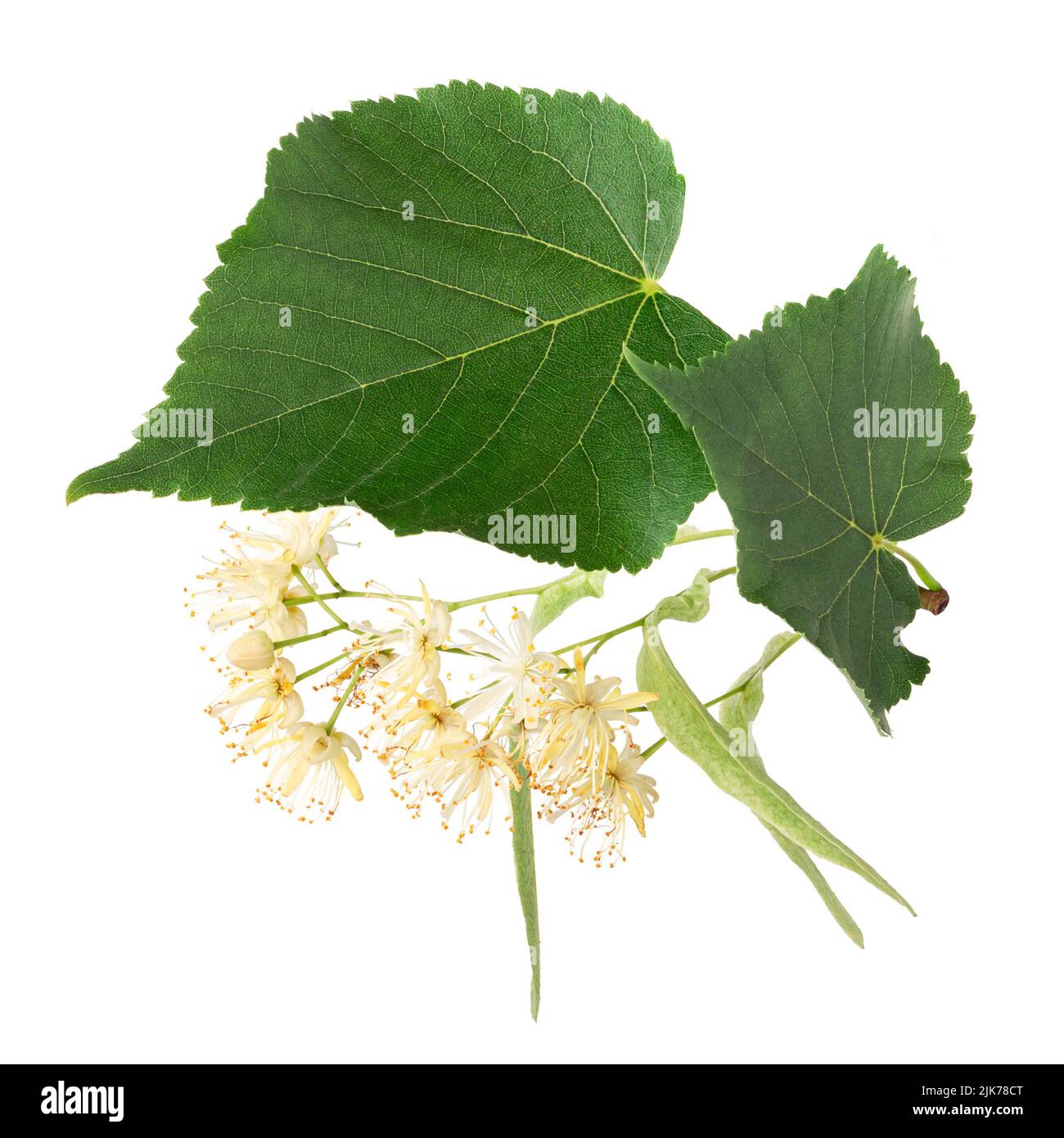 Linden flowers isolated on white background Stock Photo