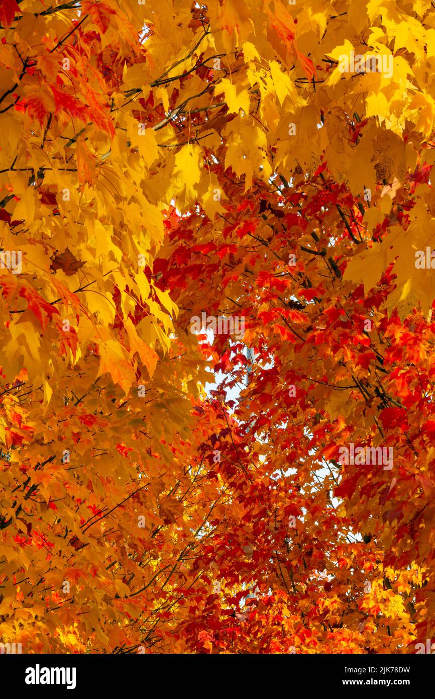 WA21815-00...WASHINGTON - Colorful leaves in the fall lining the sidewalks in Woodinville, Washington. Stock Photo