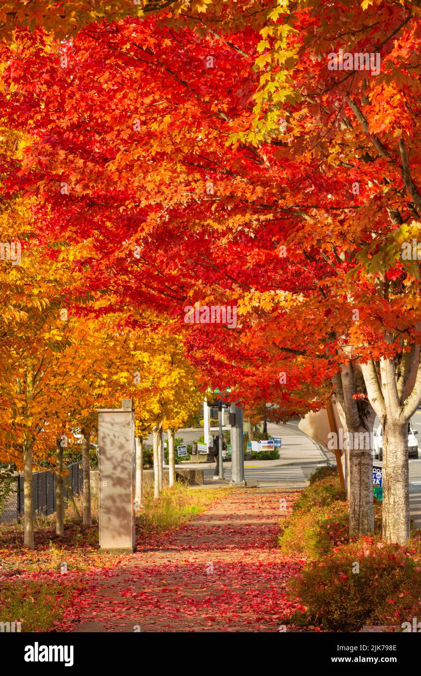 WA21822-00...WASHINGTON - Colorful leaves in the fall lining the sidewalks in Woodinville, Washington. Stock Photo