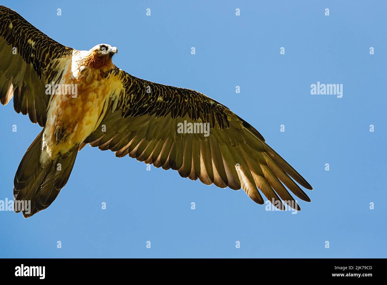 An adult Bearded Vultures or Lammergeier (Gypaetus barbatus) circeling at the blue sky above the photographer Stock Photo