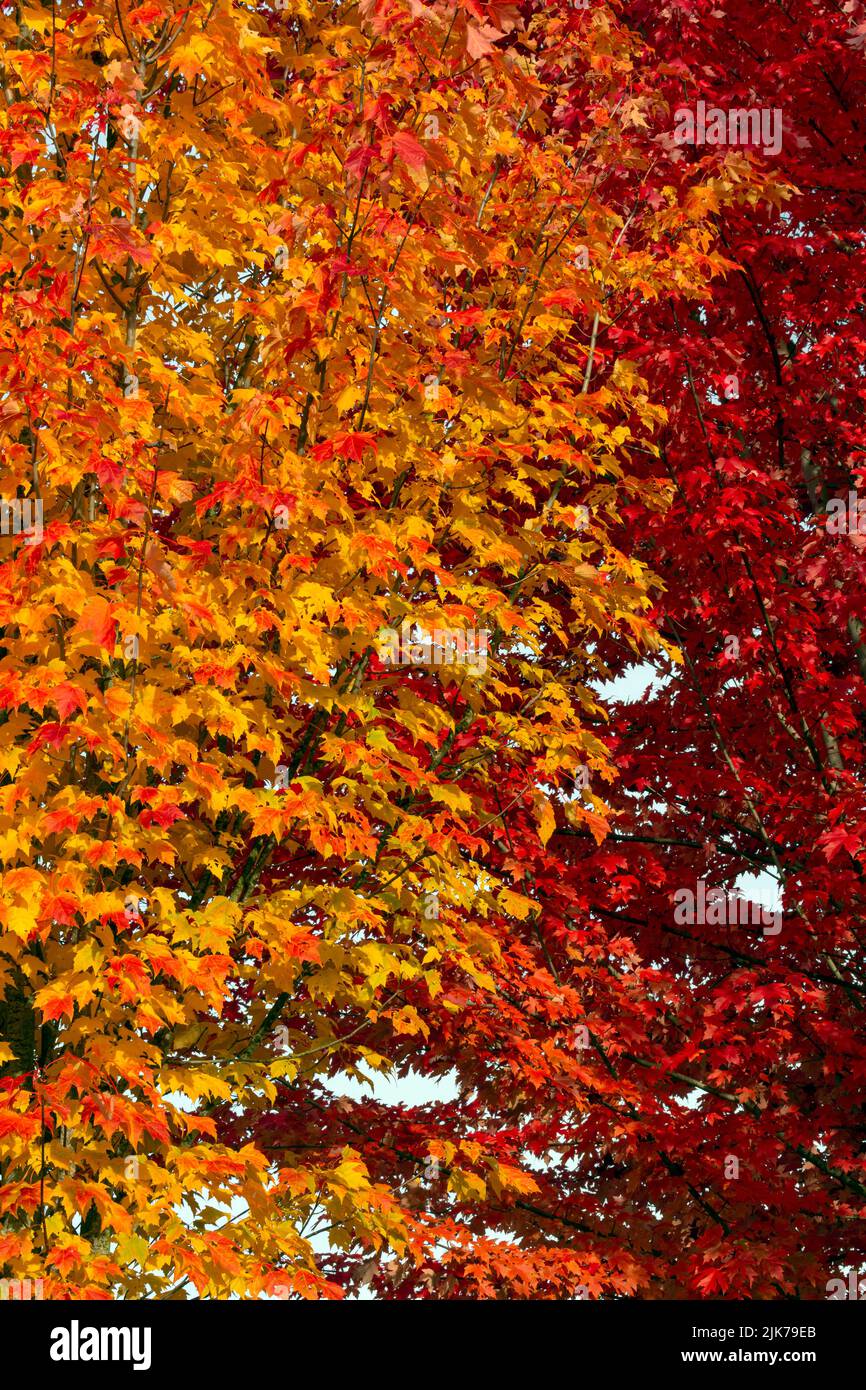 WA21825-00...WASHINGTON - Colorful leaves in the fall lining the sidewalks in Woodinville, Washington. Stock Photo