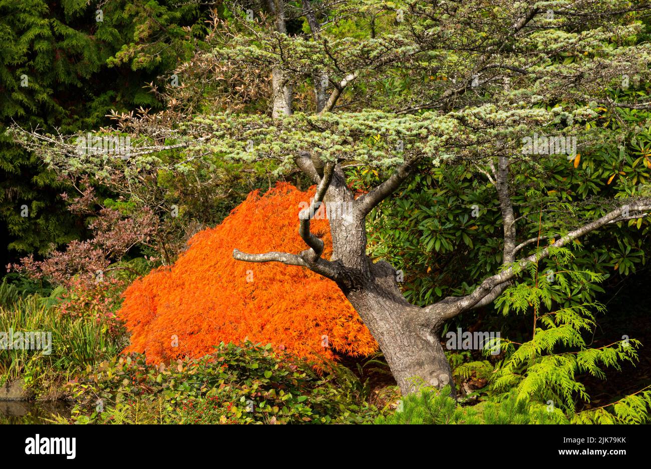 WA21832-00...WASHINGTON - Fall color at Seattle's Kubota Garden, Japanese American garden. Stock Photo