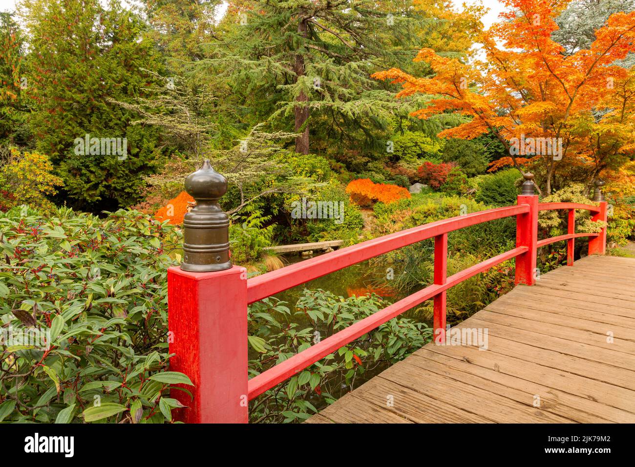 WA21835-00...WASHINGTON - Fall color at Heart Bridge in Seattle's Kabota Garden; Japanese-American Garden. Stock Photo