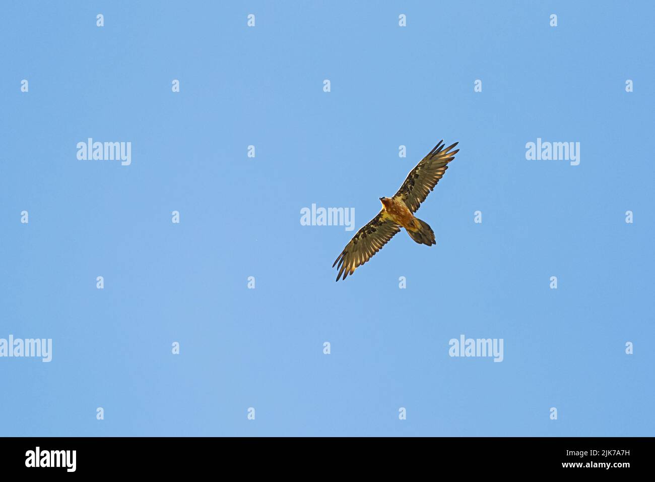 An adult Bearded Vultures or Lammergeier (Gypaetus barbatus) circeling at the blue sky above the photographer Stock Photo