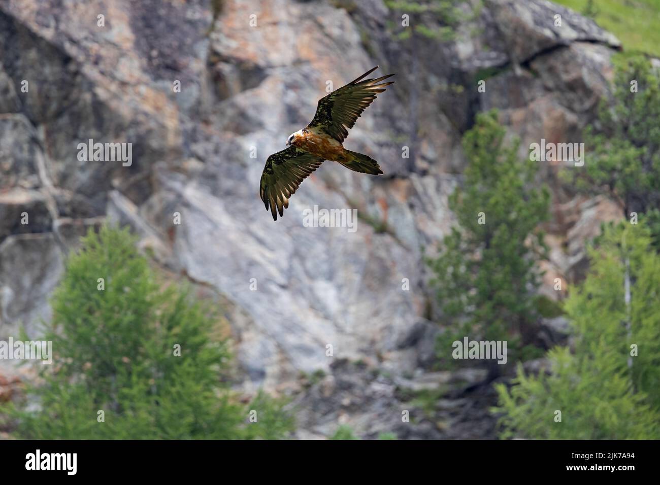 An adult Bearded Vultures or Lammergeier (Gypaetus barbatus) flying along the mountain ridge searching for food Stock Photo