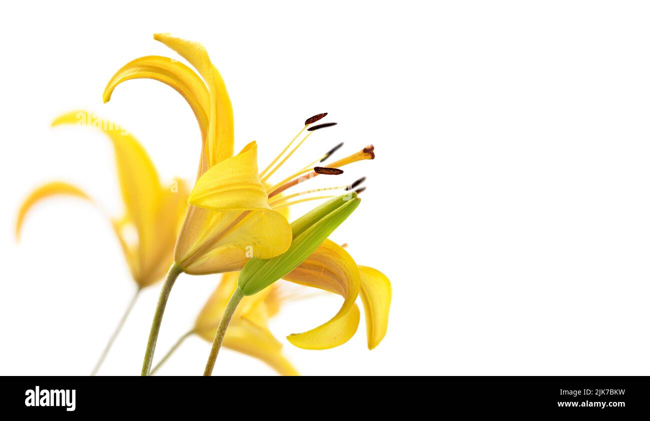 Yellow Lily flower close-up on white background Stock Photo - Alamy