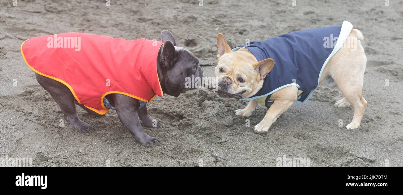 Two Dressed-up Frenchies Fighting over A Wooden Stick at the Beach. Stock Photo