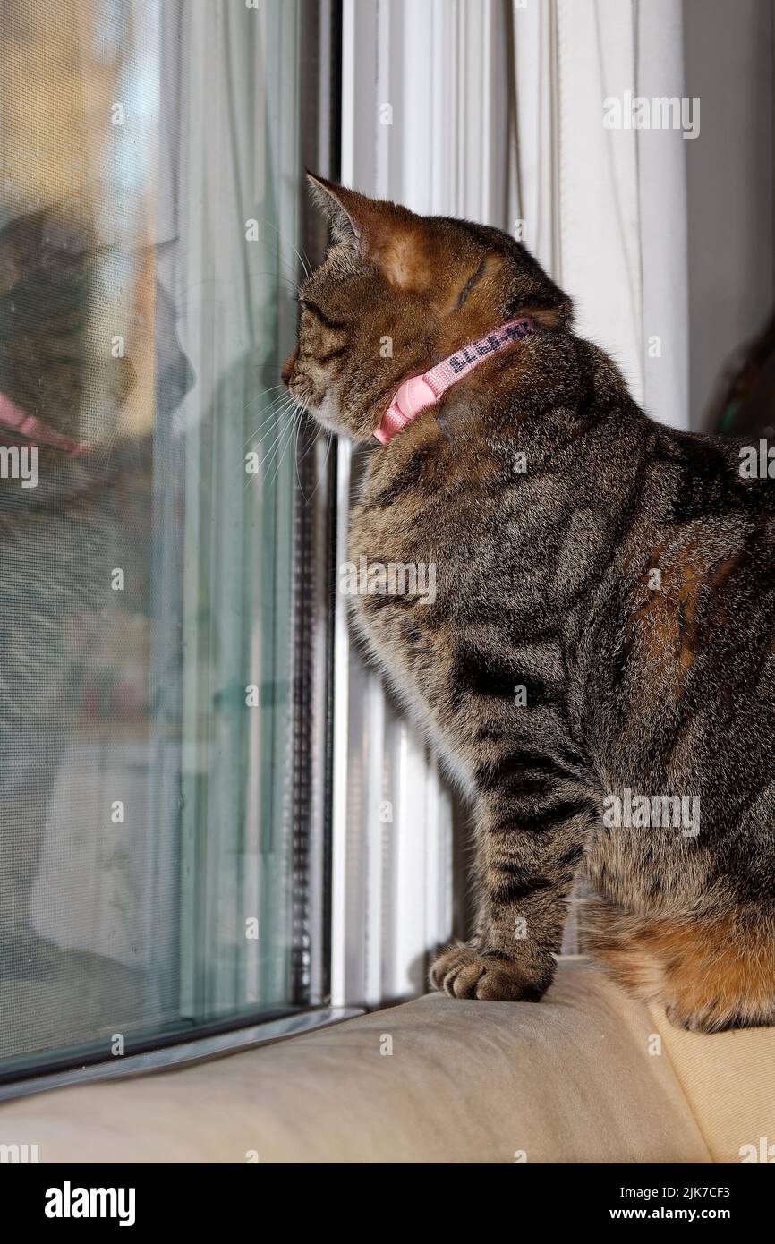 grey tabby cat, sitting on sofa, looking out window, reflection in glass, pink collar, feline, pet, animal, PR Stock Photo