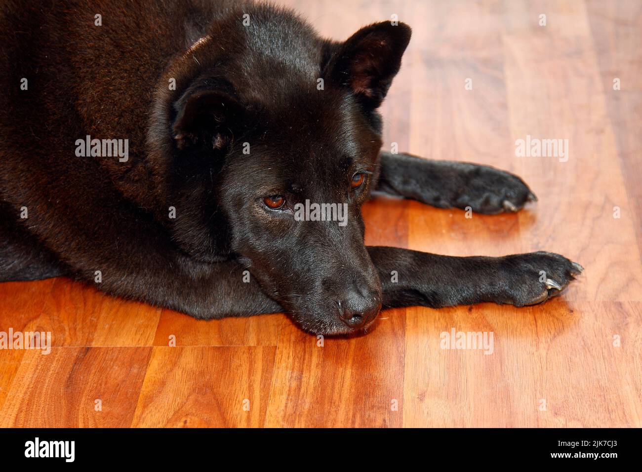 black dog, lying on wood floor, head on leg, canine, sad, pet, animal, PR Stock Photo