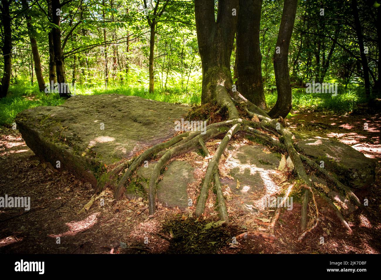 Long time fallen menhir coverred with tree roots in the forest of Monteneuf Stock Photo