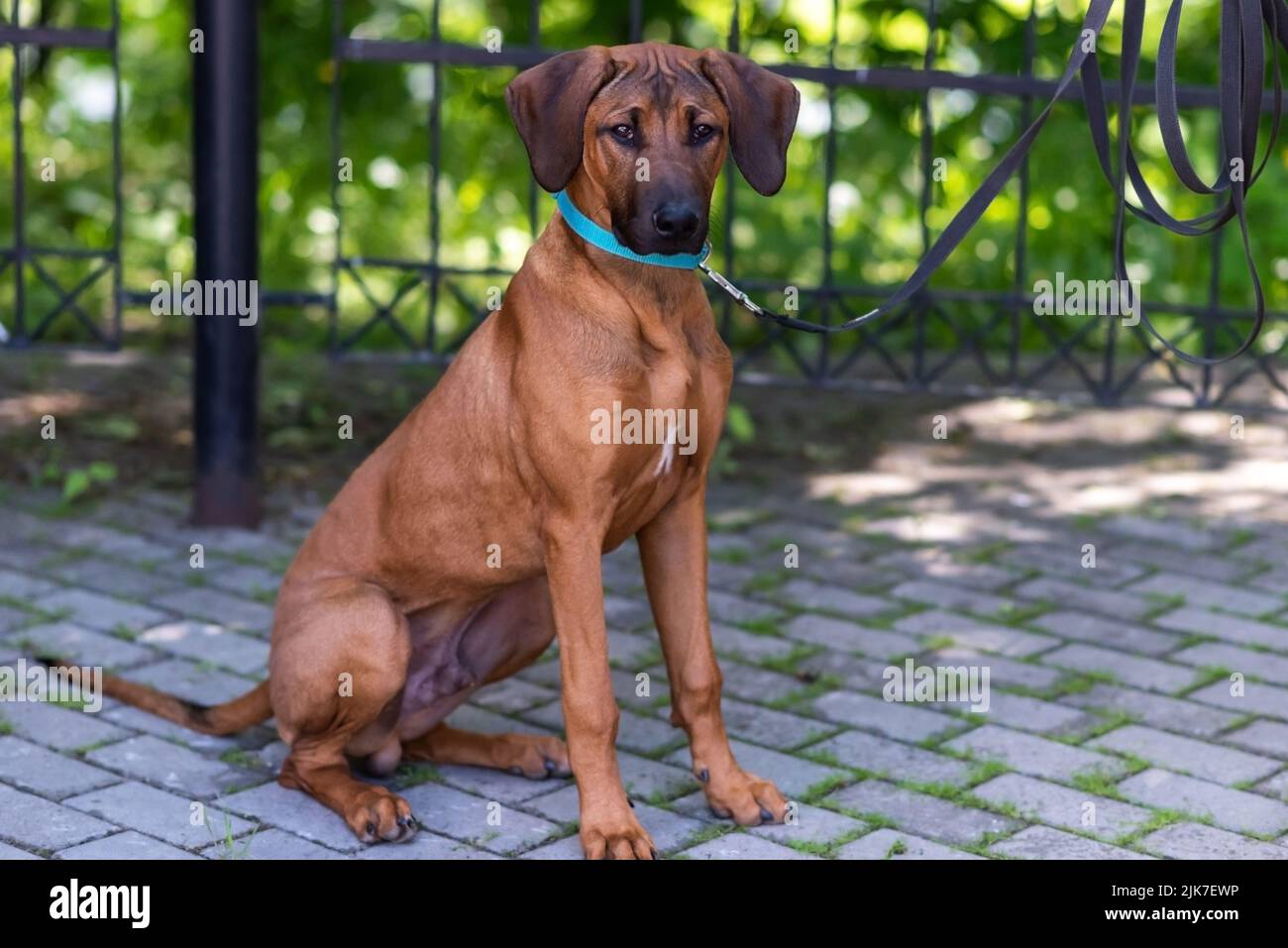 Selective focus rhodesian ridgeback hi-res stock photography and images ...