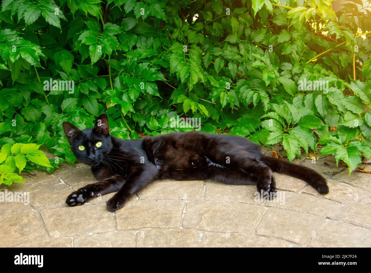 Black cat lies resting on a path in the yard against the background of green leaves of bushes Stock Photo