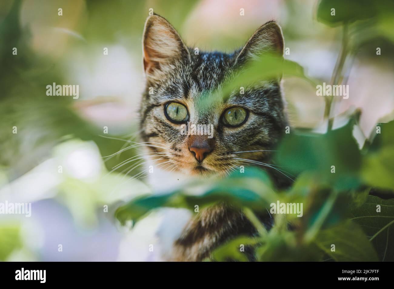 Cat in a tree lookinng and sleeping. cute cat looking after birds to