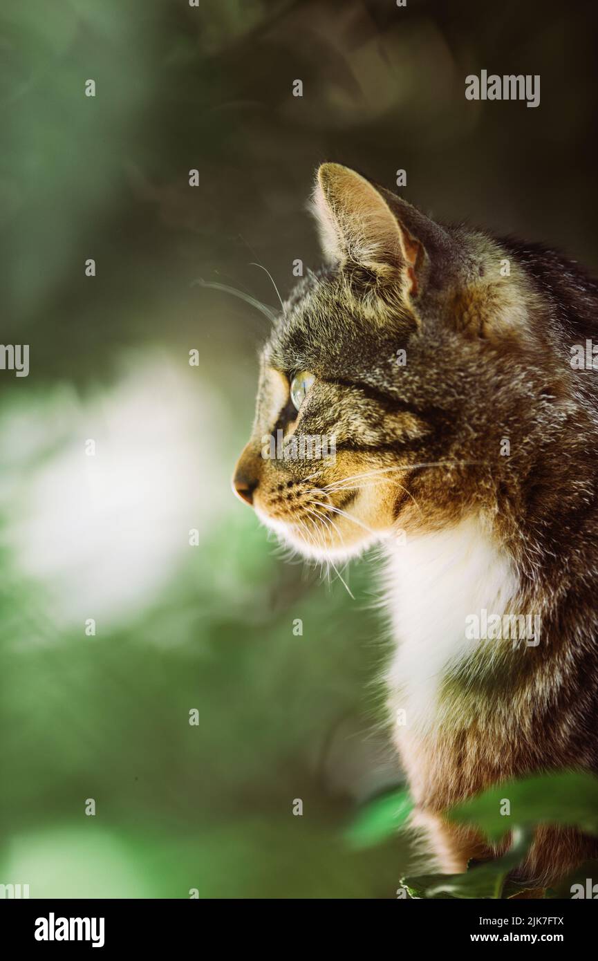 Cat in a tree lookinng and sleeping. cute cat looking after birds to