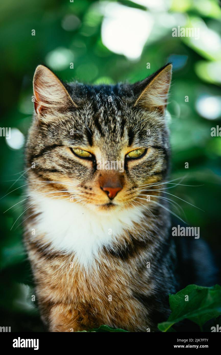 Cat in a tree lookinng and sleeping. cute cat looking after birds to