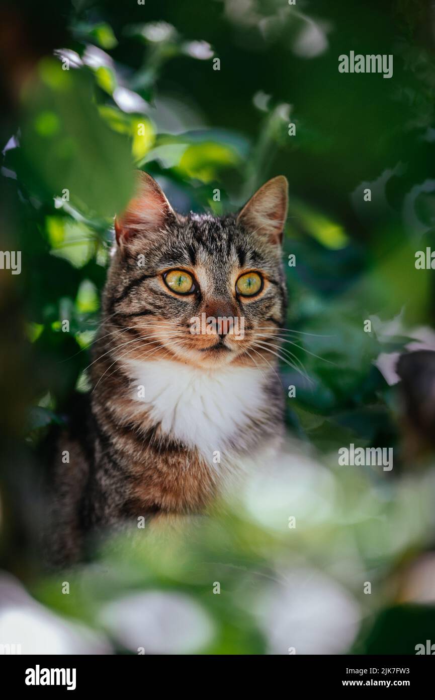 Cat in a tree lookinng and sleeping. cute cat looking after birds to