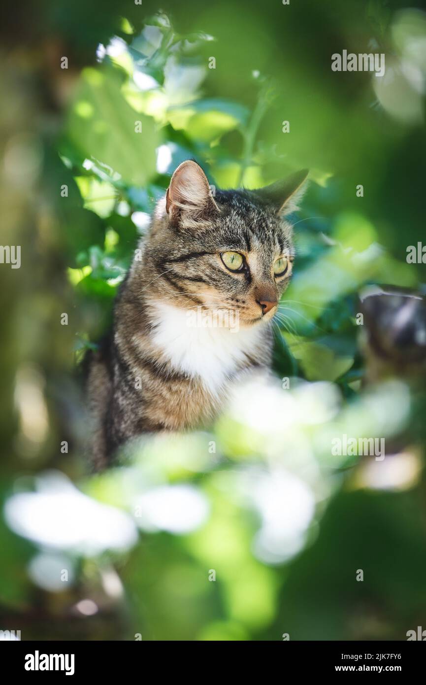 Cat in a tree lookinng and sleeping. cute cat looking after birds to