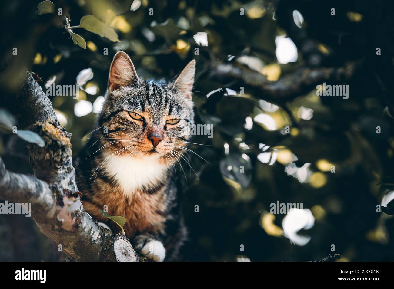 Cat in a tree lookinng and sleeping. cute cat looking after birds to