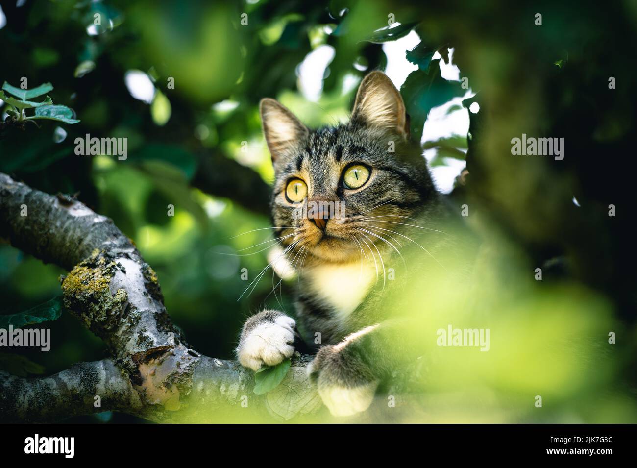 Cat in a tree lookinng and sleeping. cute cat looking after birds to