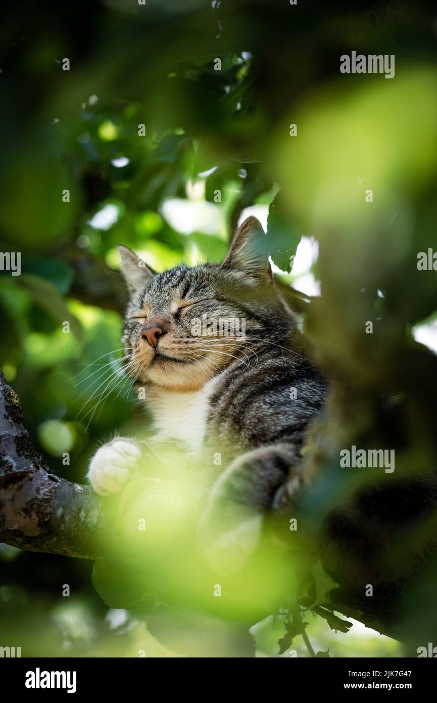 Cat in a tree lookinng and sleeping. cute cat looking after birds to