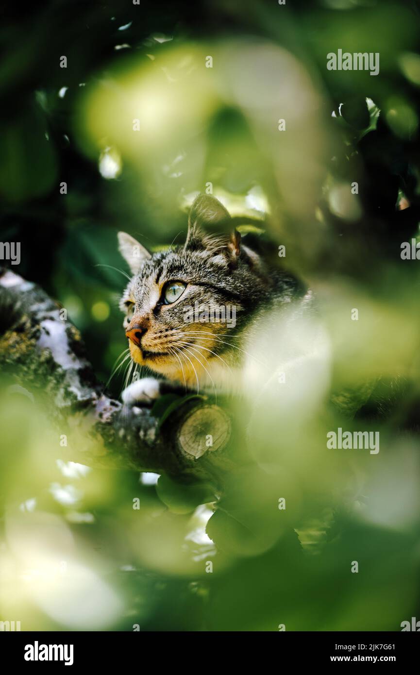 Cat in a tree lookinng and sleeping. cute cat looking after birds to
