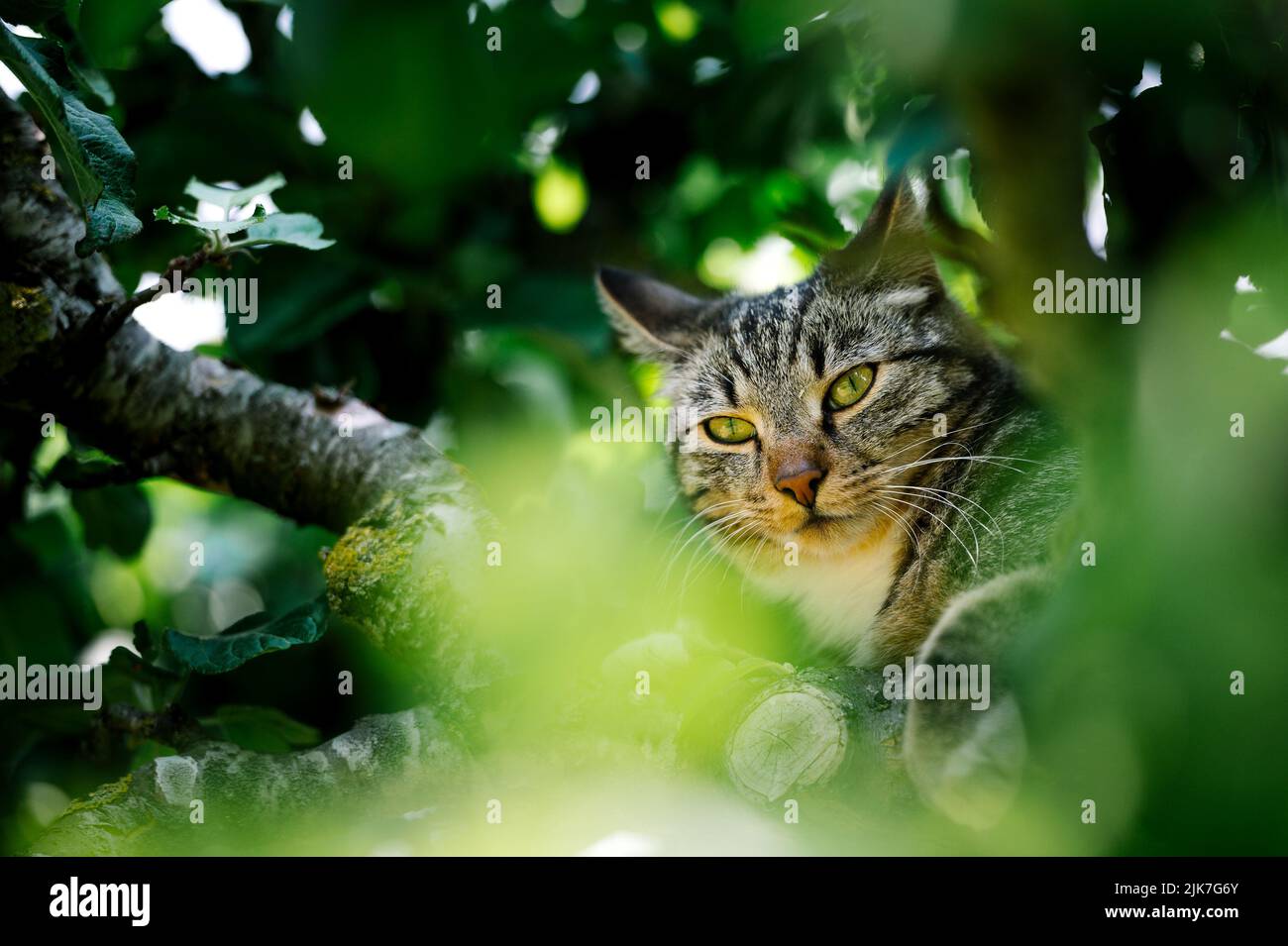 Cat in a tree lookinng and sleeping. cute cat looking after birds to