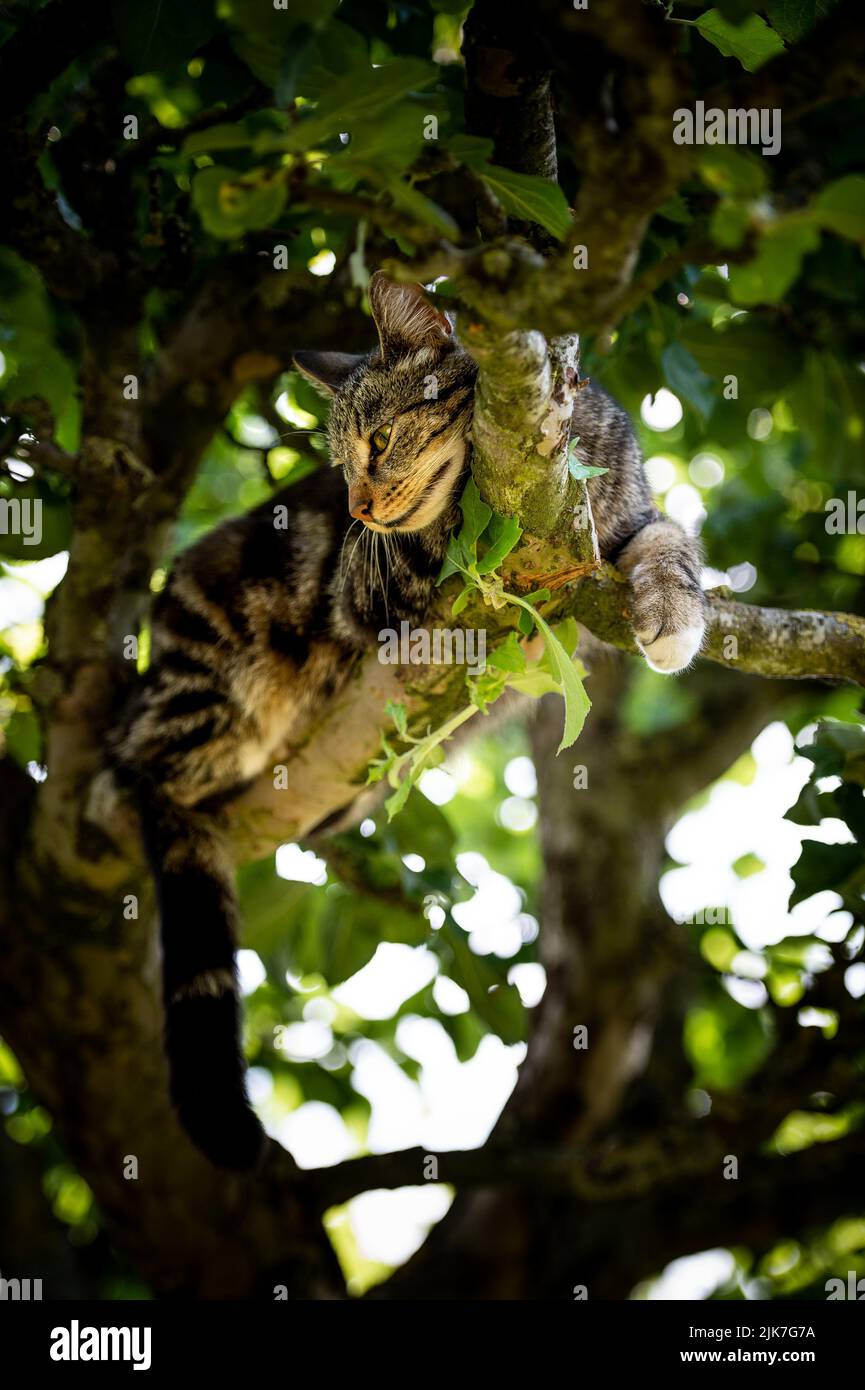Cat in a tree lookinng and sleeping. cute cat looking after birds to
