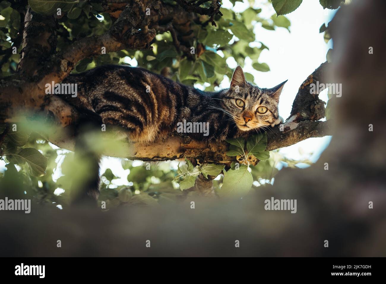 Cat in a tree lookinng and sleeping. cute cat looking after birds to