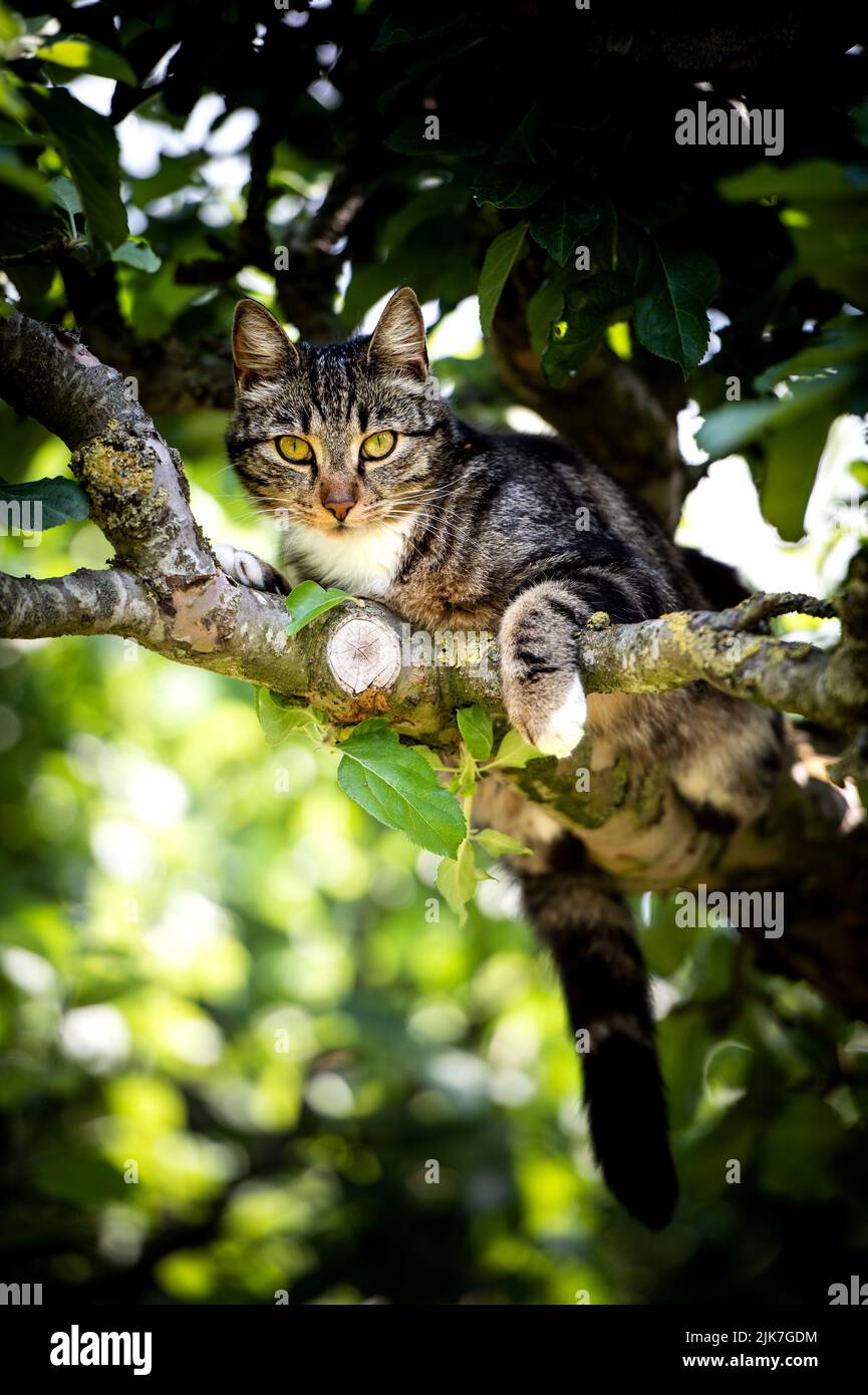 Cat in a tree lookinng and sleeping. cute cat looking after birds to