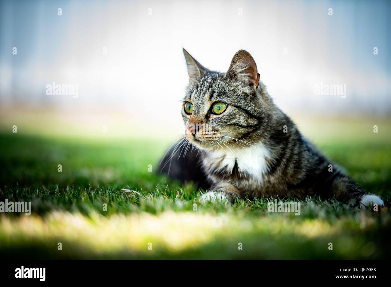 Cat in a tree lookinng and sleeping. cute cat looking after birds to