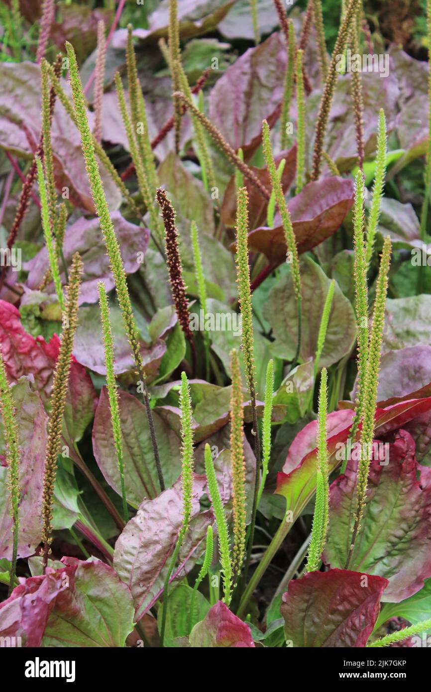 Red Plantain(Plantago major 'Rubrifolia') Stock Photo