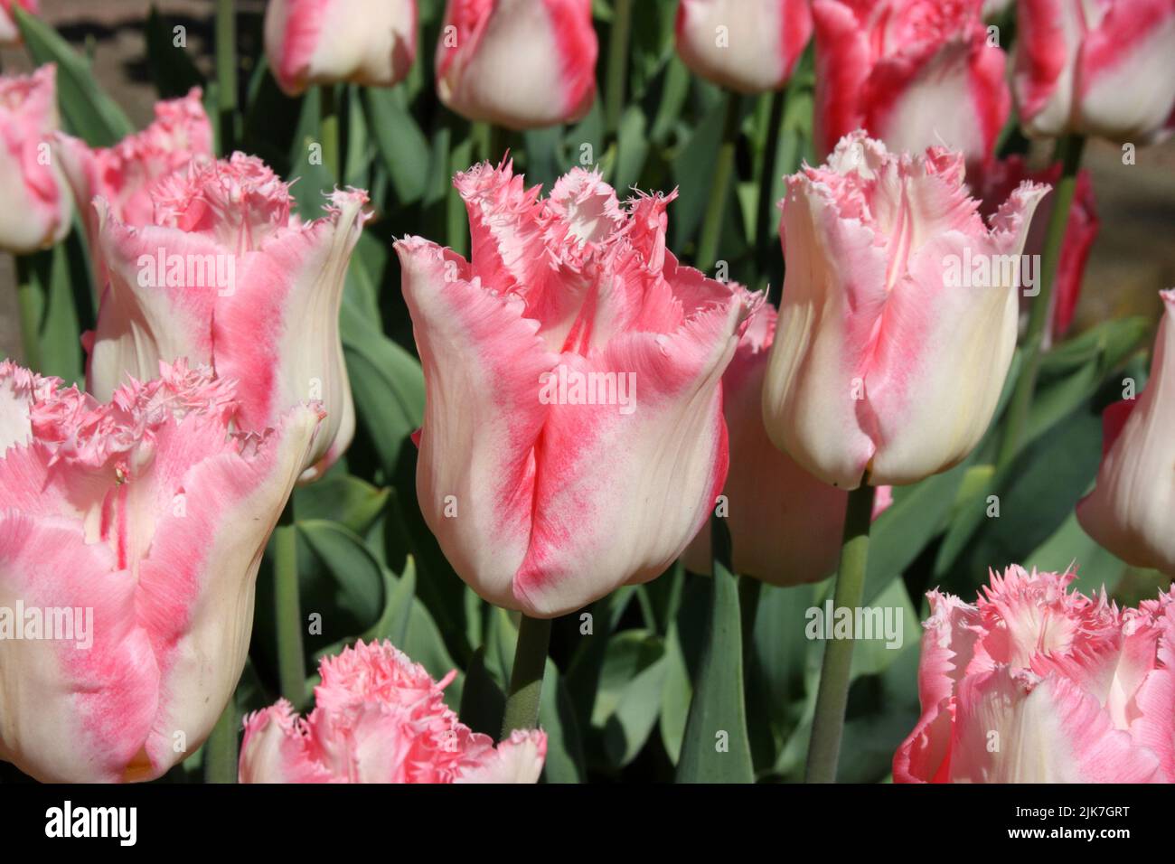 Tulip ‘Fancy Frills’ Stock Photo - Alamy
