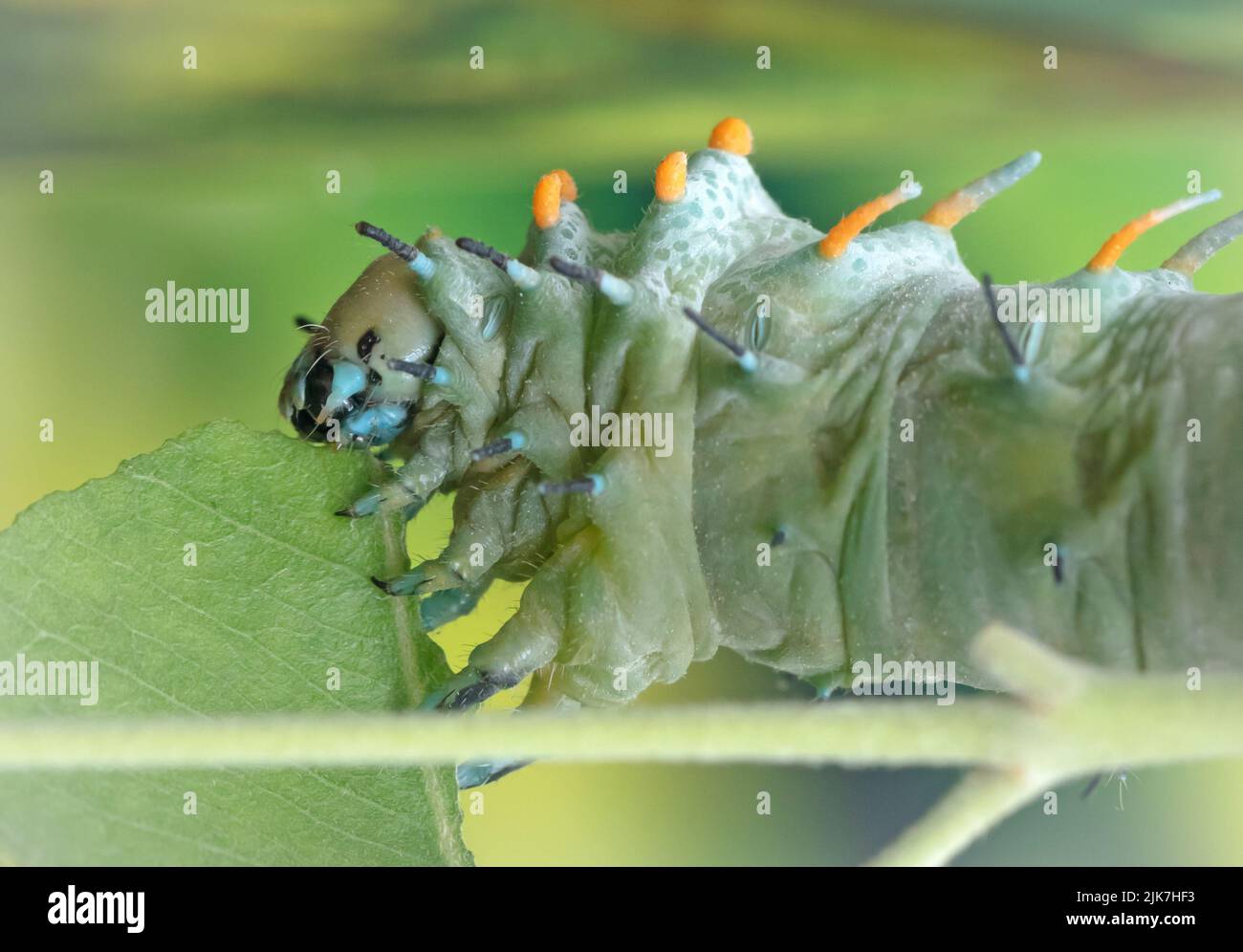 Big green caterpillar on a leaf eating Stock Photo - Alamy