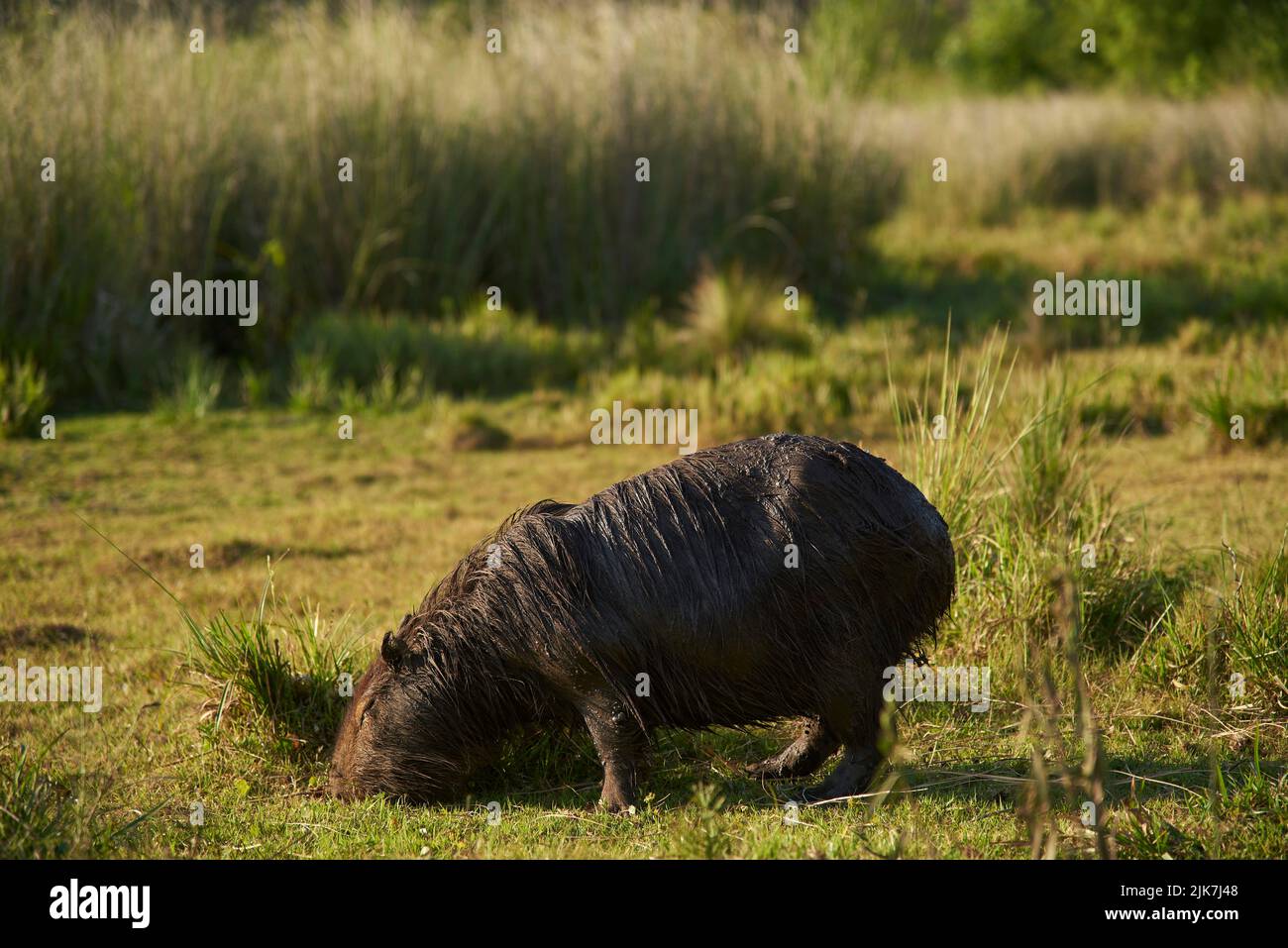 Capybara, hydrochoerus hydrochaeris, largest living rodent, native to ...