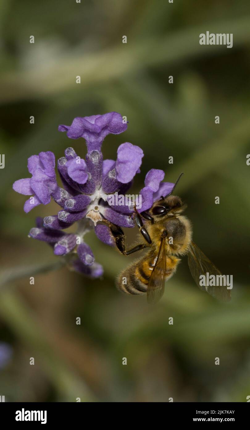 Honey Bee- Leaves Lavender main image 1