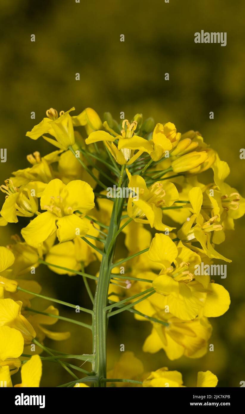 Growing Rapeseed Rapeseed blooming in the field. Yellow rape flowers close-up. Growing ...