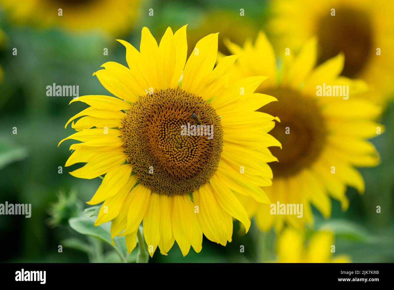 Yellow bright sunflower head on sunflower field Stock Photo