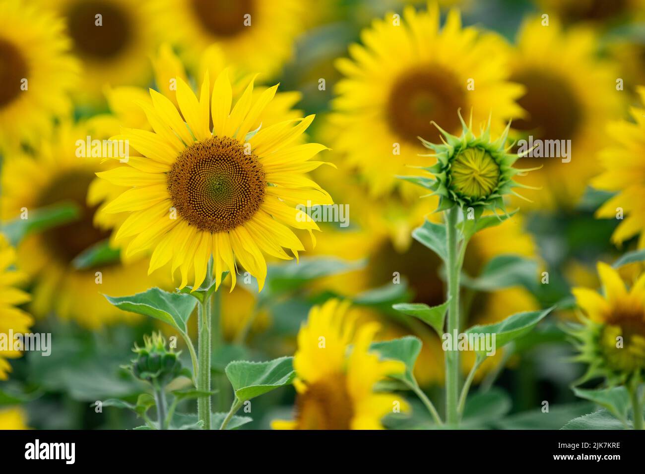 Young not opened sunflower head on field of yellow sunflowers background Stock Photo
