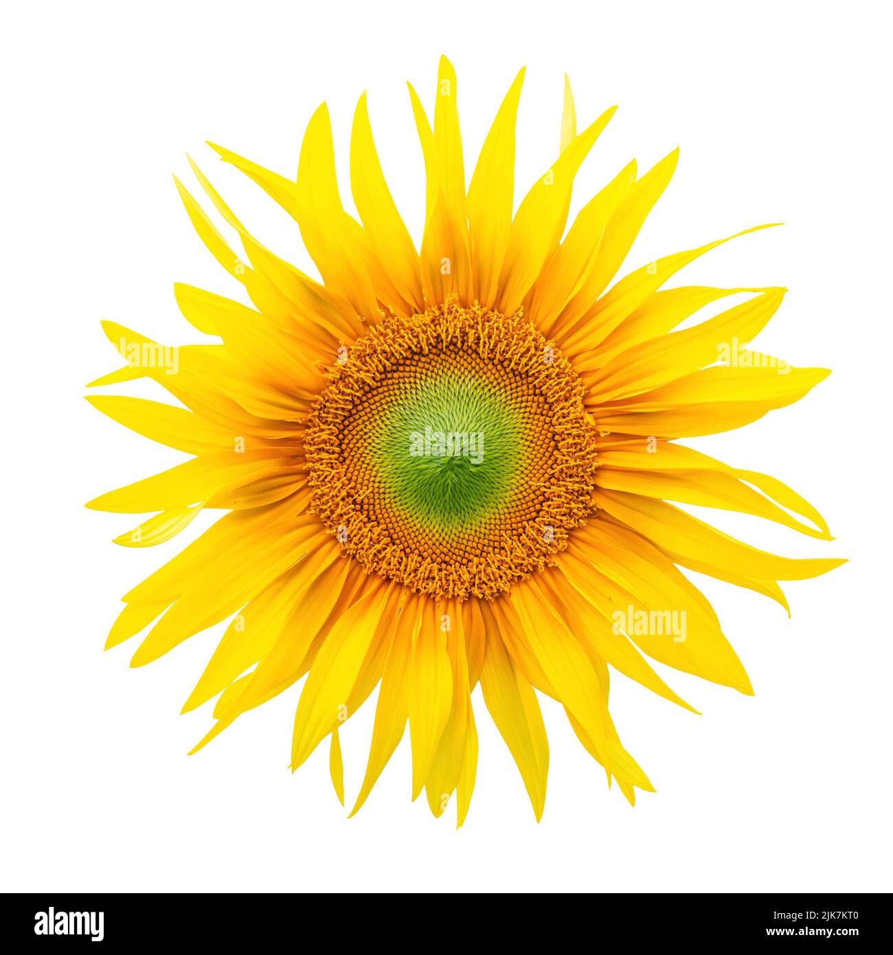 Sunflower flower head isolated over white background Stock Photo
