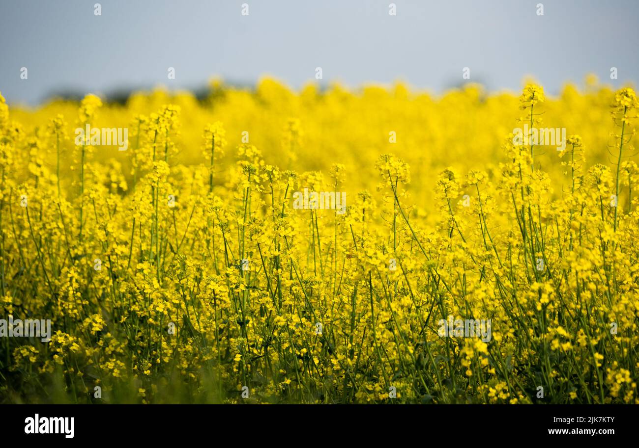 Growing Rapeseed Rapeseed blooming in the field. Yellow rape flowers close-up. Growing ...