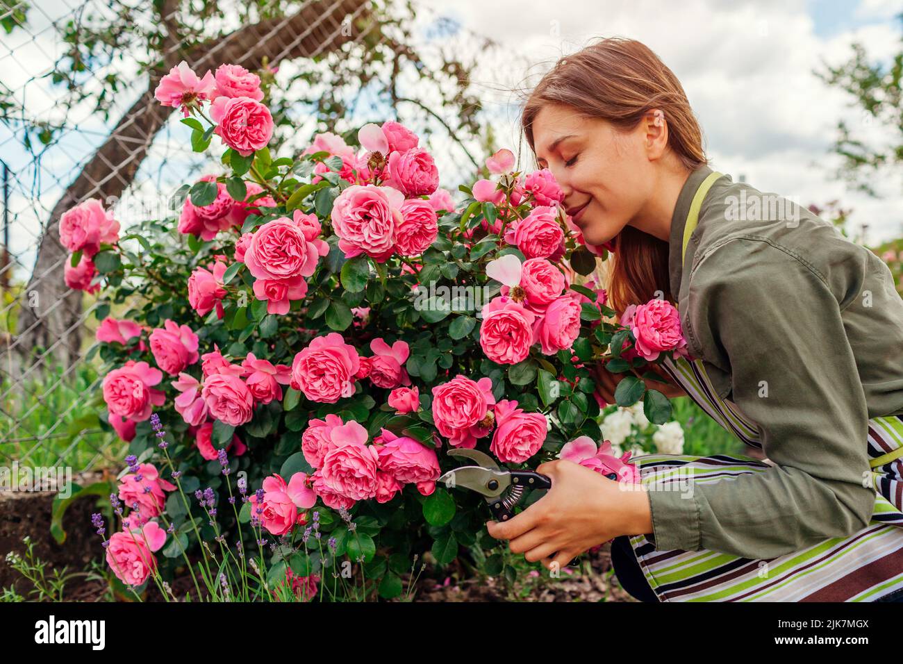 Woman smelling rose garden hi-res stock photography and images - Alamy