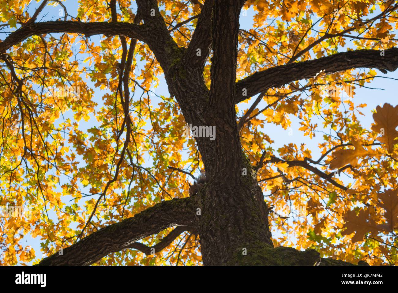 Autumn tree with yellow leaves. Fall background Stock Photo