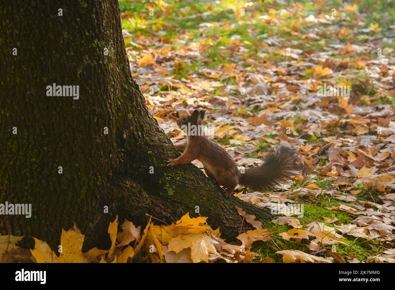 Beautiful cute squirrel going to tree with yellow autumn leaves Stock Photo