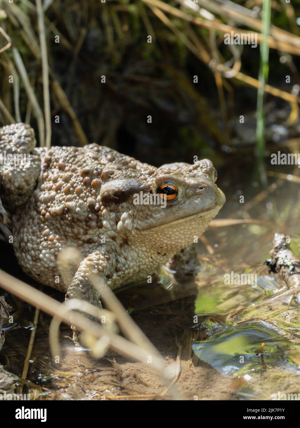 Toad walking to water Stock Photo - Alamy