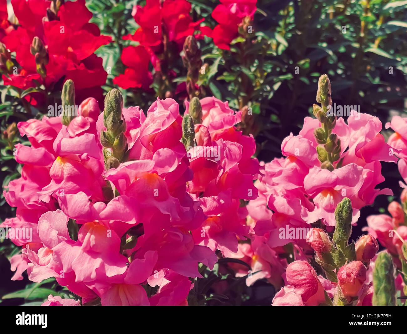 Beautiful flowers in garden centre in Hertfordshire, England, planting