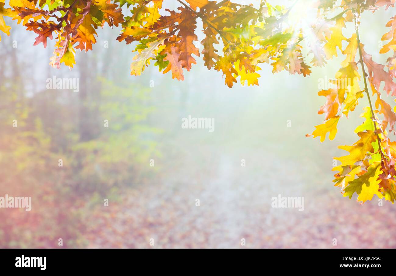 Close-up shot of leaves in autumn morning. Forest path with leaves on tree branches. Fall background. Stock Photo